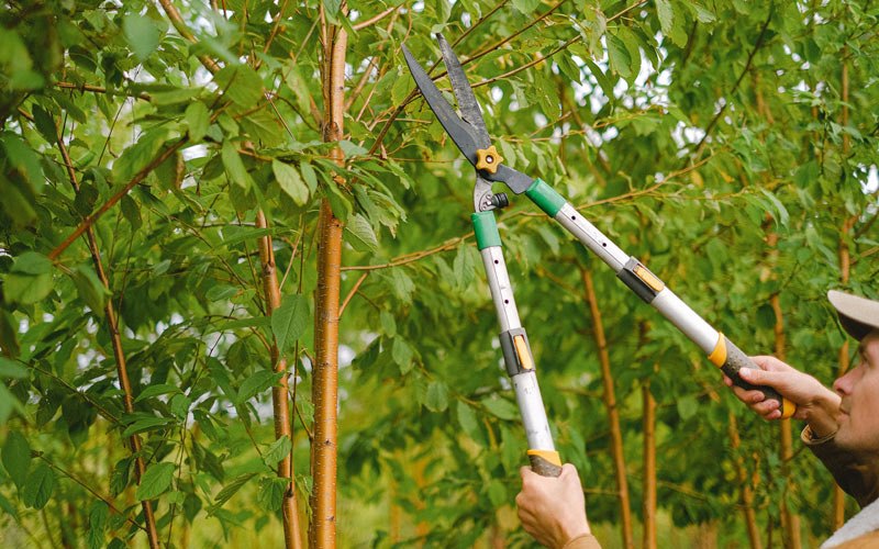 Tree trimming in Fairmount, ND
